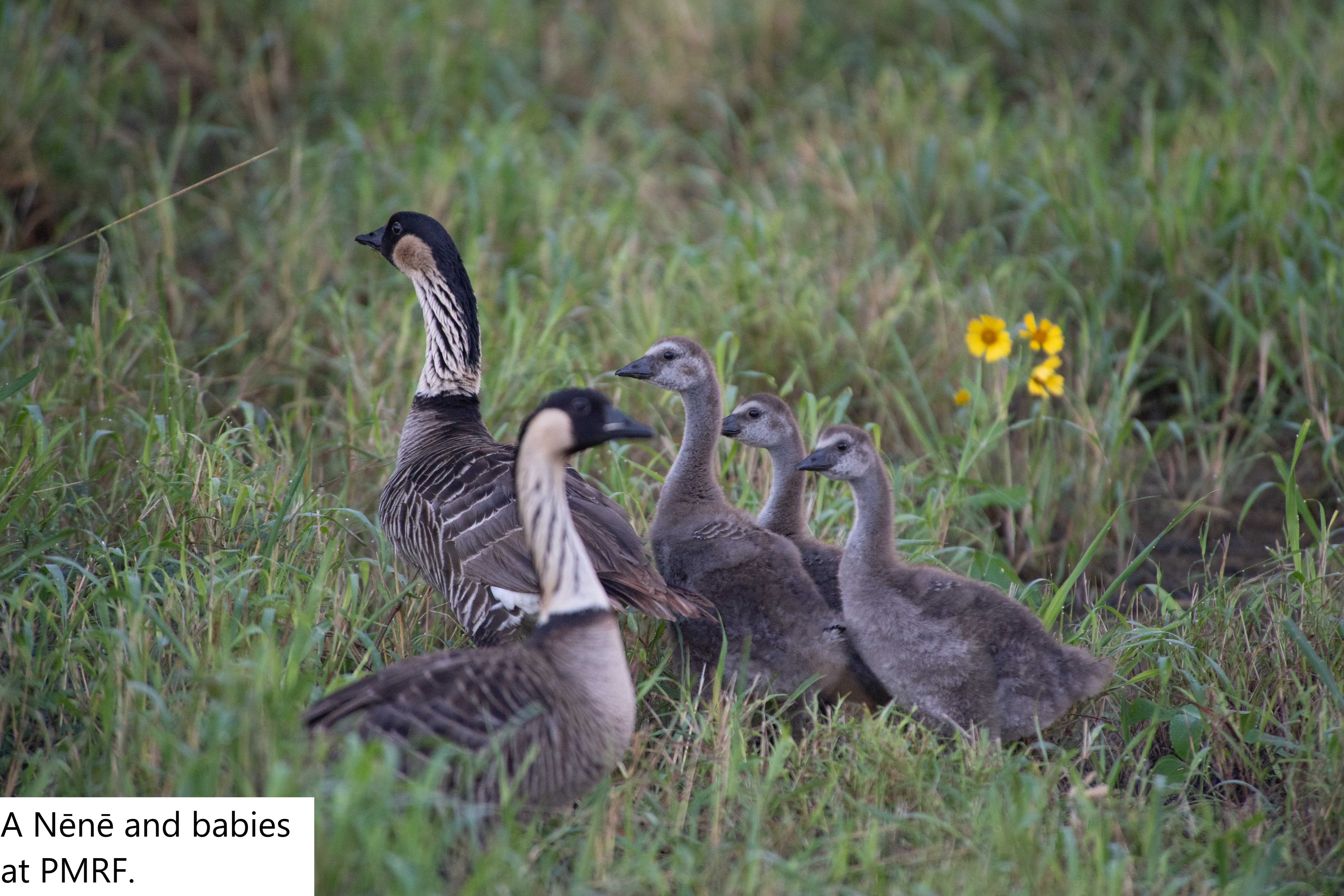 A Nēnē and babies at PMRF.
